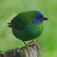Blue-faced Parrotfinch